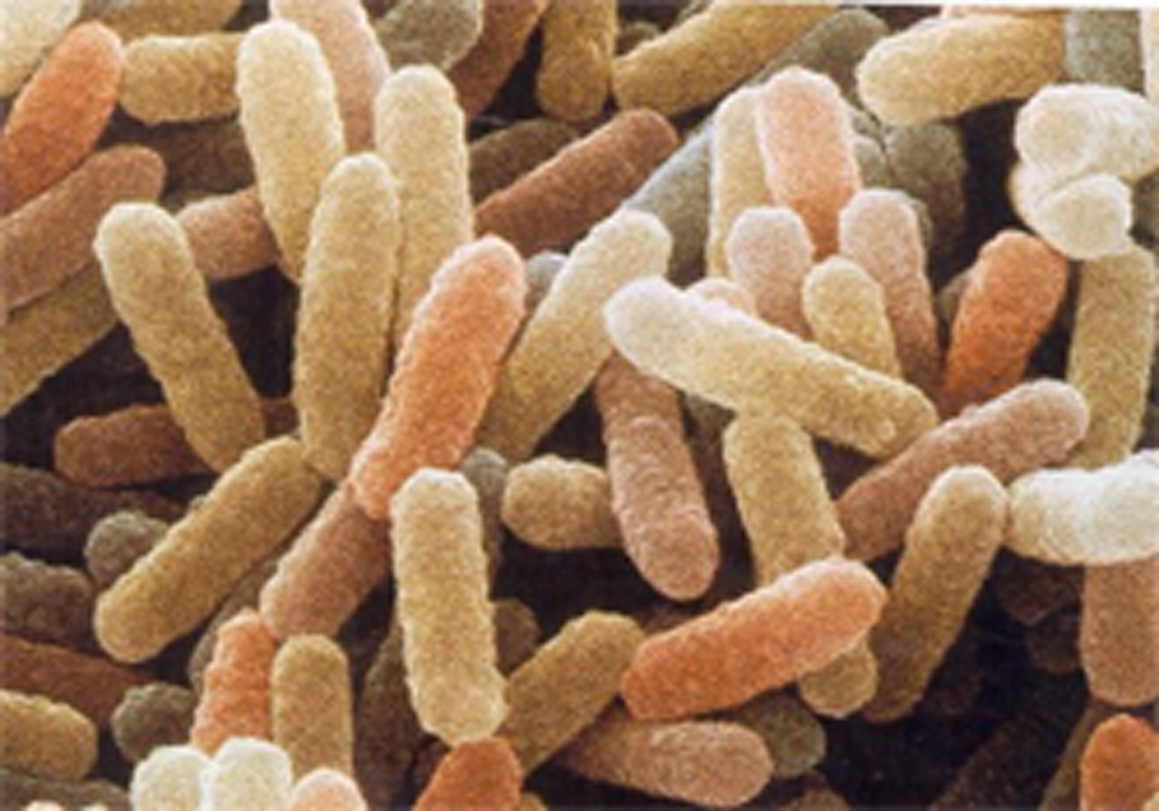 I microscopici abitanti del nostro intestino