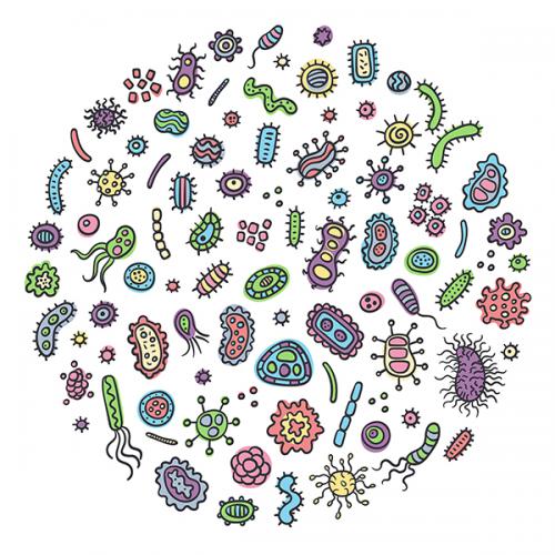 Microbiota, la fabbrica delle vitamine Microbiota, la fabbrica delle vitamine