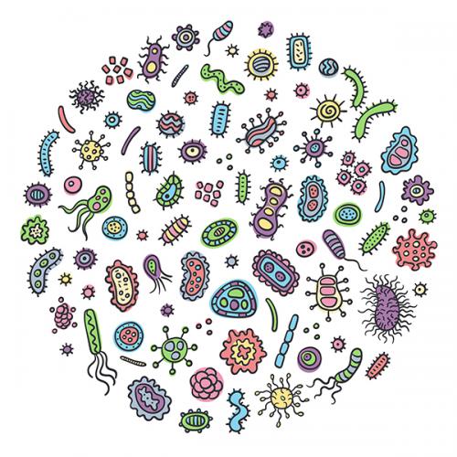 Microbiota, la fabbrica delle vitamine