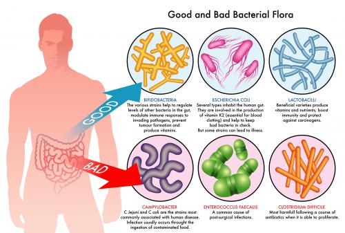 Il probiotico rimette a posto lo stato di disbiosi Il probiotico rimette a posto lo stato di disbiosi
