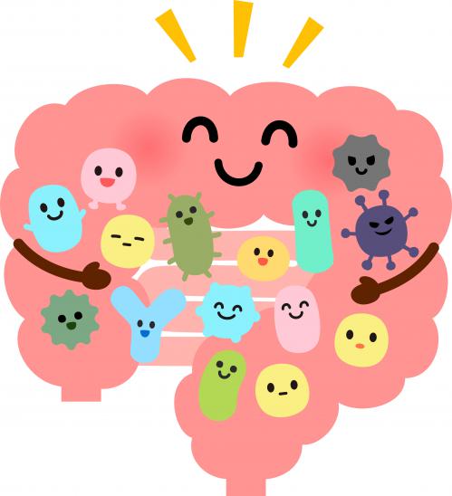 Alla scoperta dell’intestino: il crasso, dove fiorisce il microbiota Alla scoperta dell’intestino: il crasso, dove fiorisce il microbiota