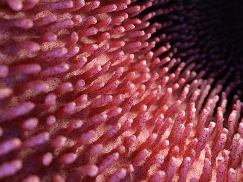 Allergie alimentari? Possiamo salvarci col microbiota Allergie alimentari? Possiamo salvarci col microbiota