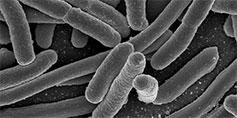 Sindrome dell’intestino irritabile: notizie dal microbiota