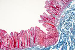 Alla scoperta dell’intestino: l’area dell’assorbimento